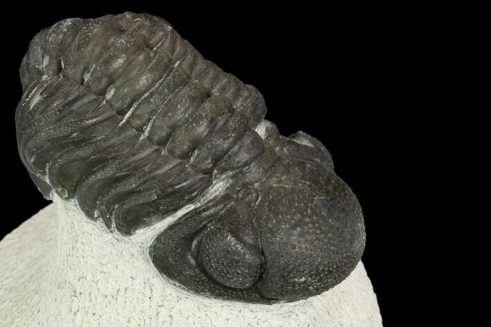 Bargain, Austerops Trilobite - Visible Eye Facets #120014